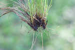 Prikly bog sedge